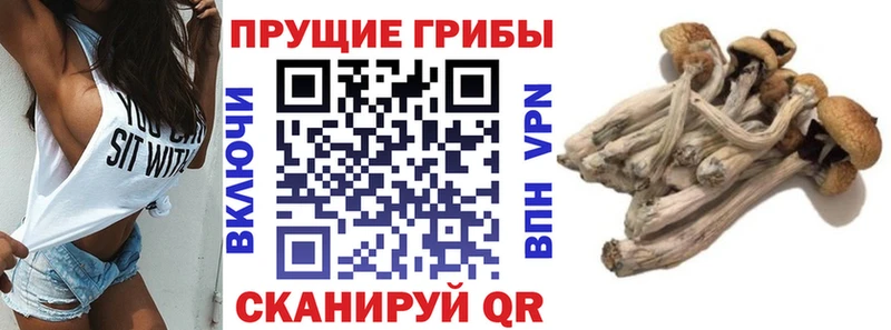 Галлюциногенные грибы Cubensis Гдов